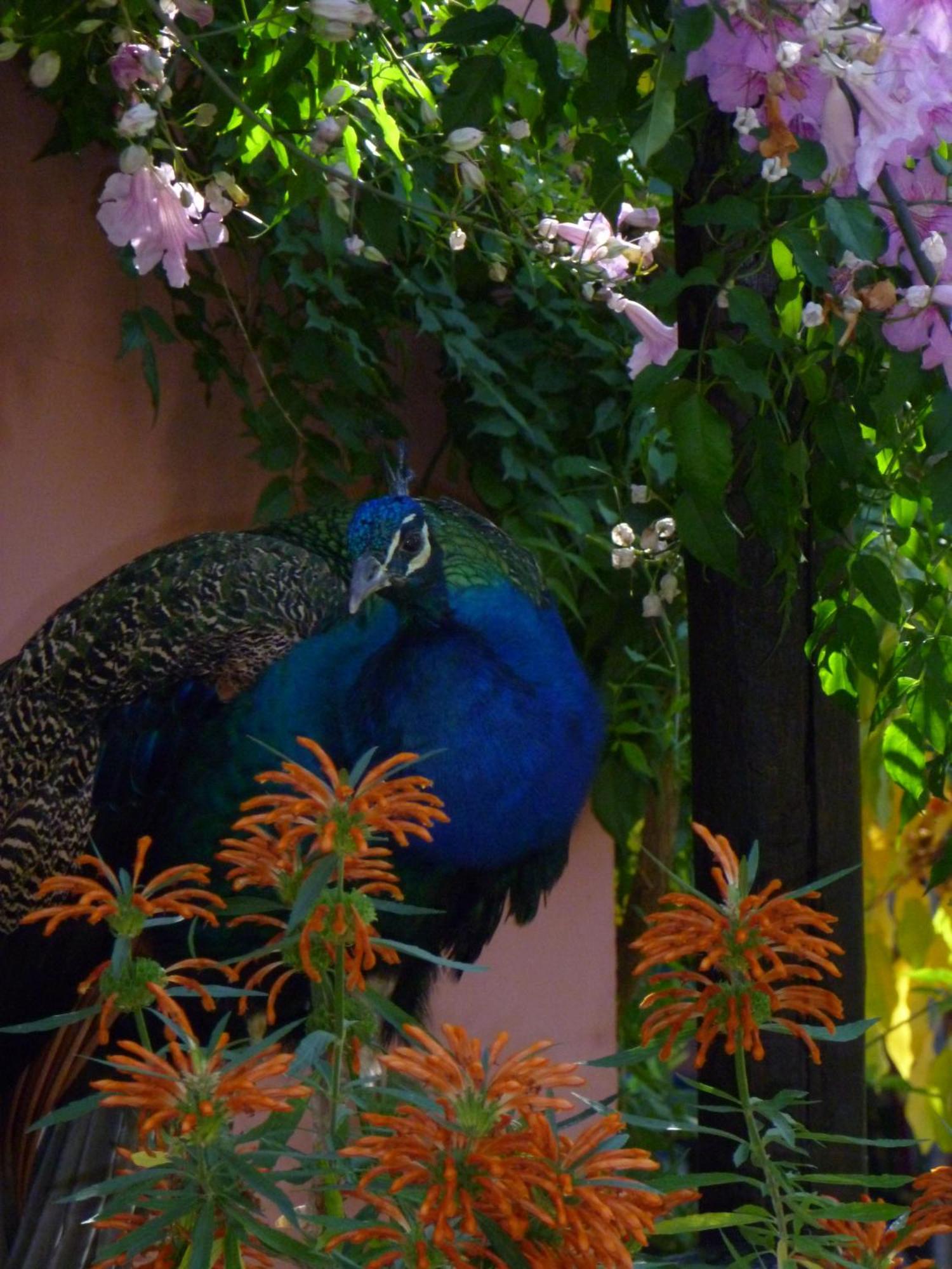 Eco Moyano Posada Gaucín Kültér fotó