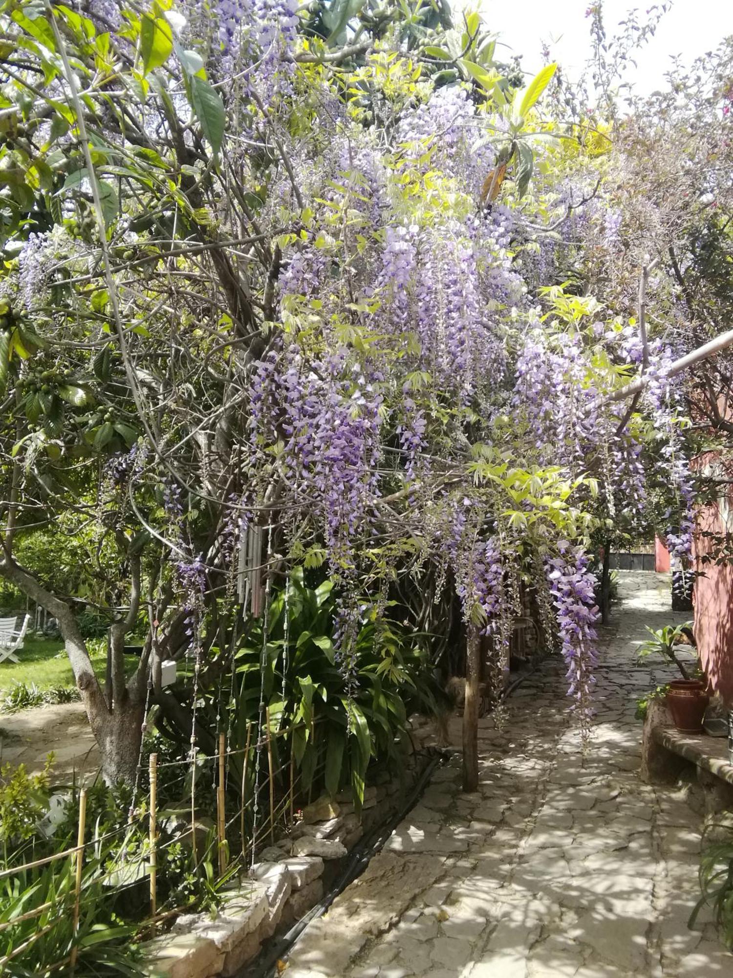 Eco Moyano Posada Gaucín Kültér fotó